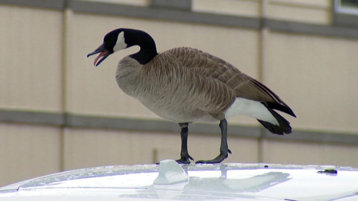 ‘Any car is pretty much fair game’: Colorado state troopers terrorized by Canada goose