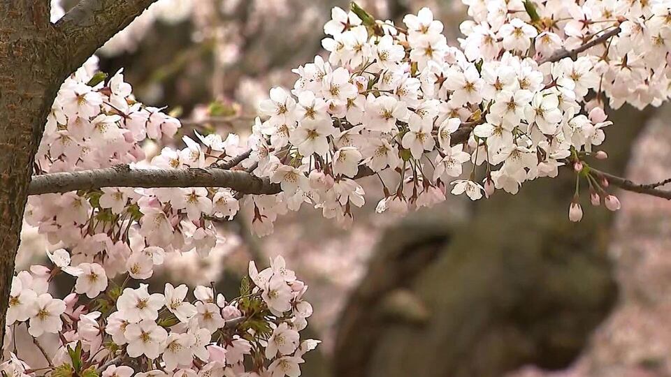 Toronto’s cherry blossoms set to bloom in High Park