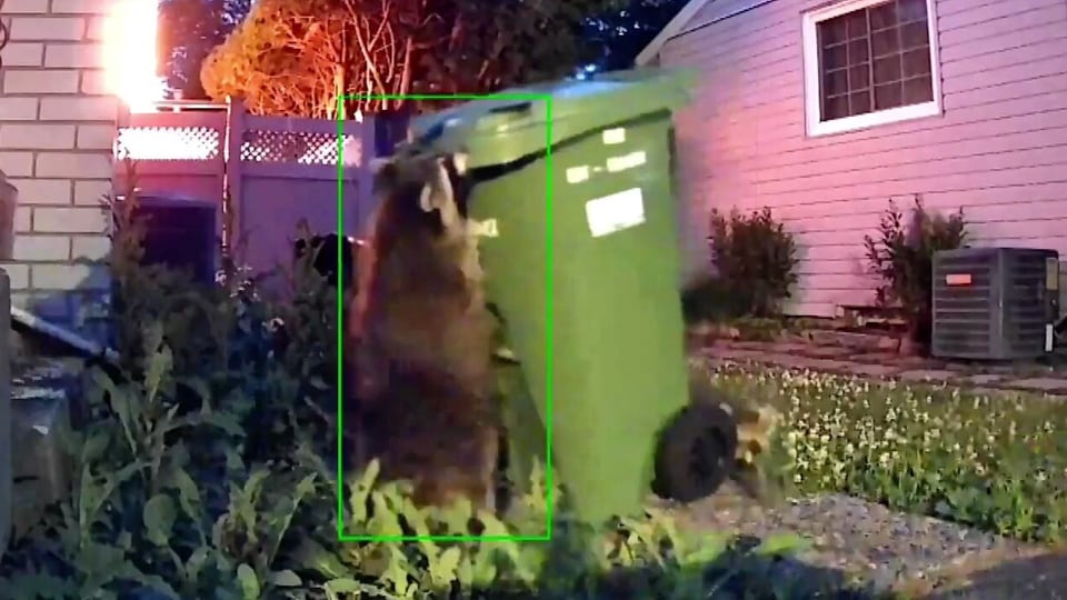 Crafty raccoons easily break into Ottawa homeowner's green bin, which was raided several times before