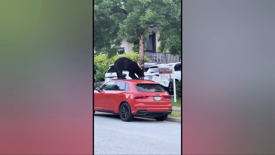 Bear caught crawling over B.C. car