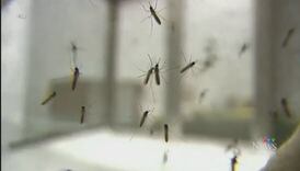 Mosquitos hatching in droves after recent rain