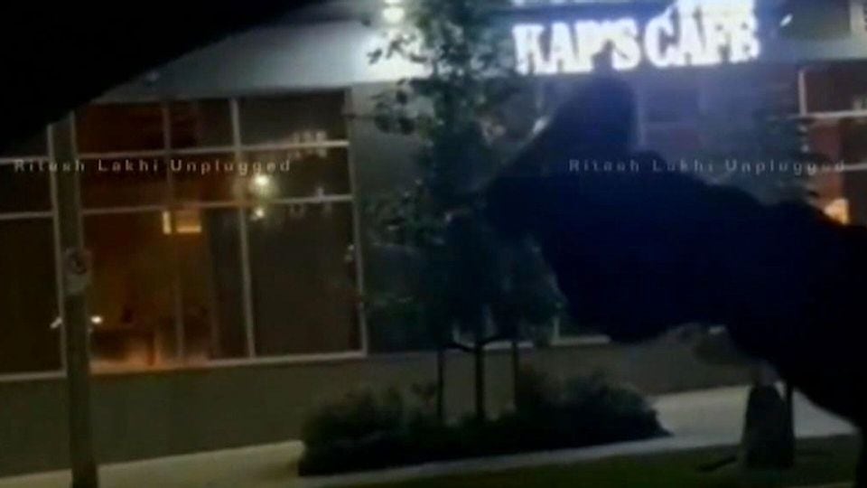 Hail of bullets aimed at B.C. restaurant believed to be politically motivated