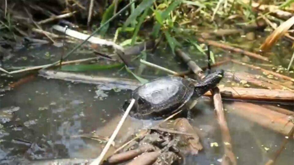 Toronto Zoo releases 52 endangered turtles into Rouge Park as part of ongoing conservation effort