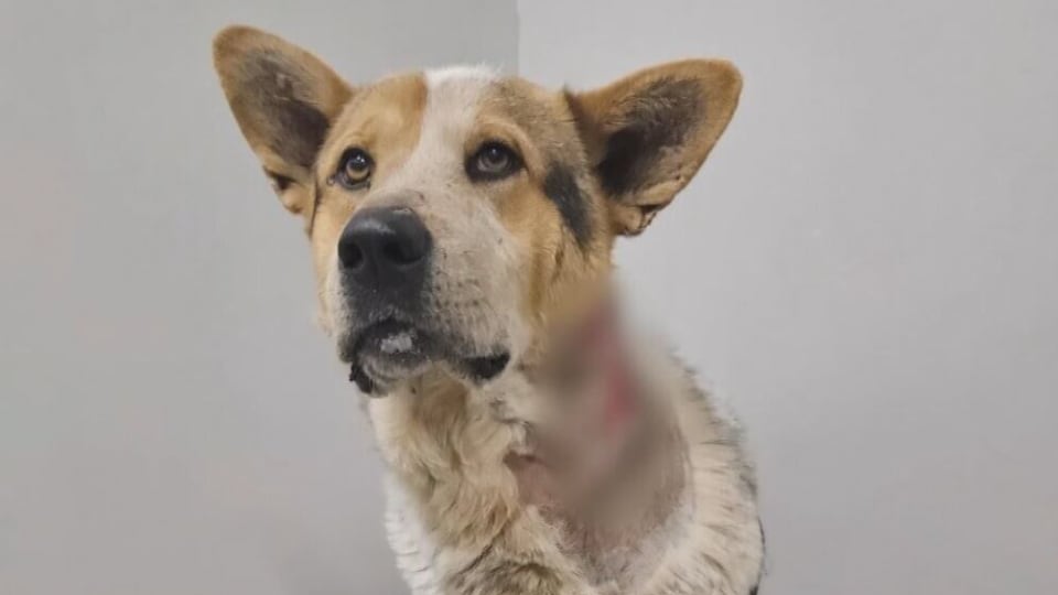 Warning after dog survives bear attack