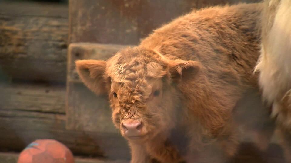 High Park Zoo welcomes new animals