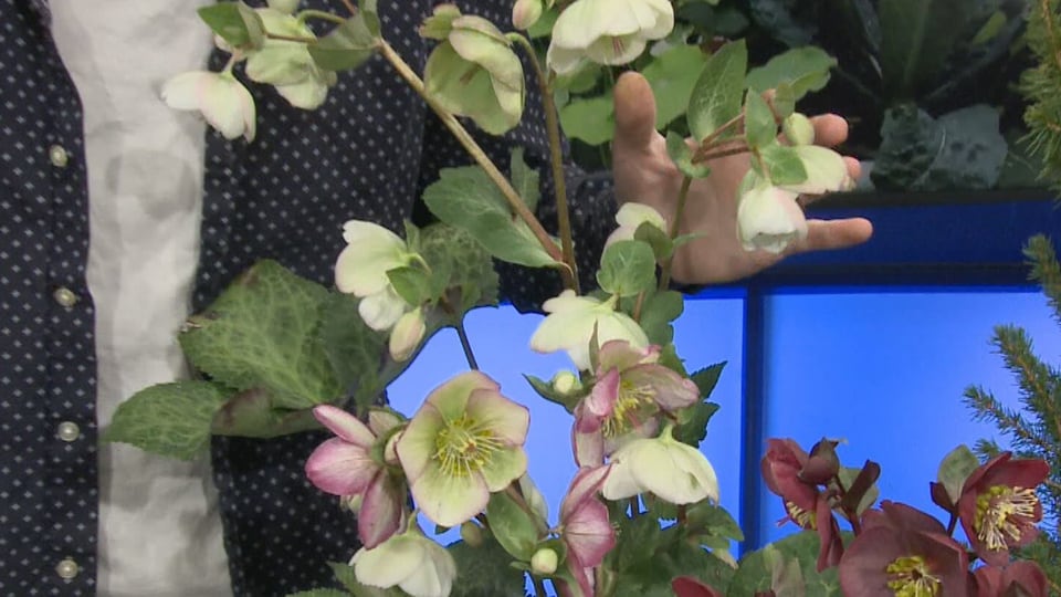 Good to Grow: Easter Flowers