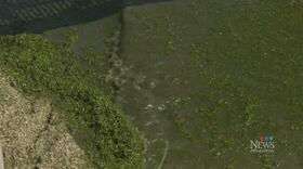Alberta municipalities trying to prevent blue-green algae by banning fertilizer
