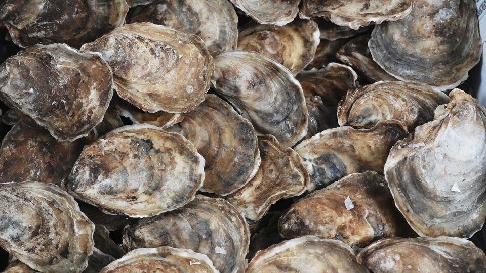 Dermo found in P.E.I. oyster samples