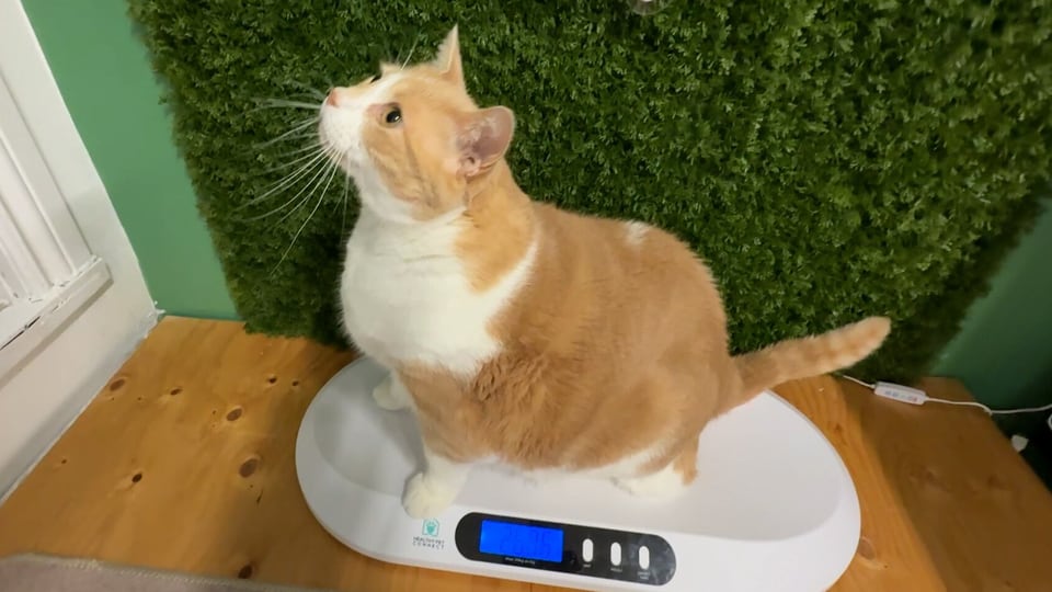 Ottawa cat inspires overweight cat sanctuary