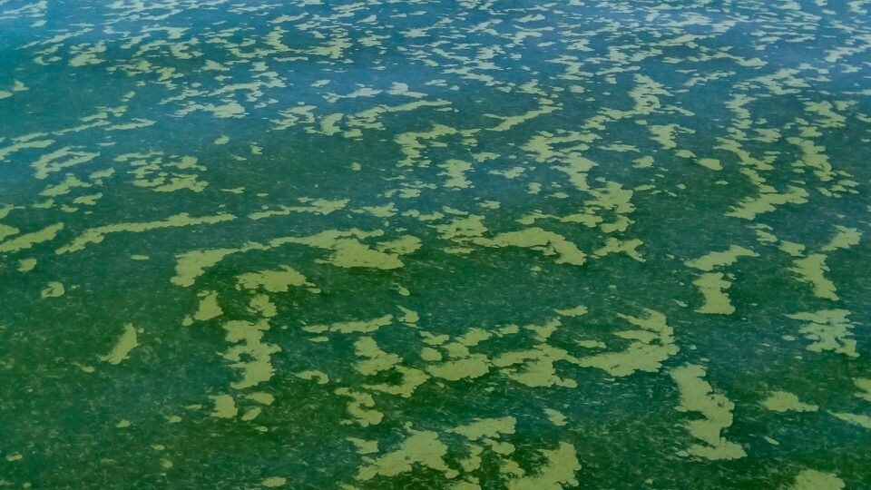 AHS issues alert after blue-green algae found at Lac Ste. Anne
