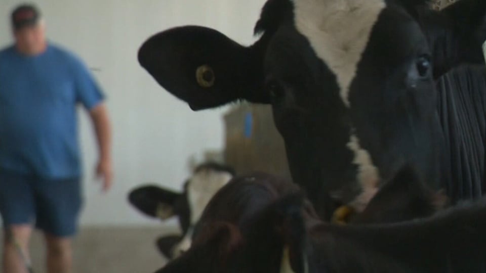 ‘No farmers, no food’: Canadian dairy farmers warn politicians amidst trade war