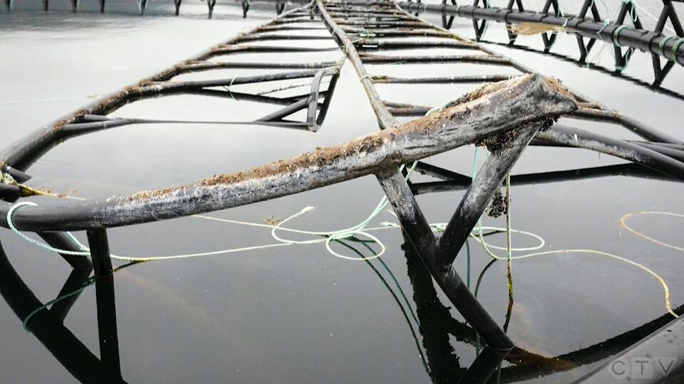 Newfoundland fish farms accused of leaving  discarded plastic gear to rot in Canadian waters