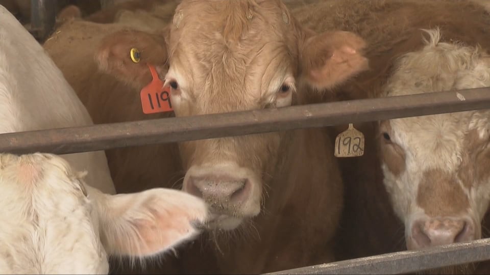 Alberta bracing for tariffs on beef and cattle