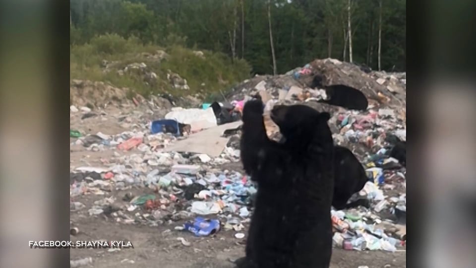 Northern Ont. black bear chugs a refreshing ice tea