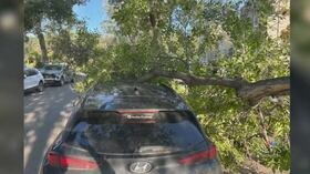 Woman looking for compensation after tree branch fell on car