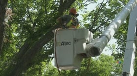Dutch Elm Disease spreading in Regina