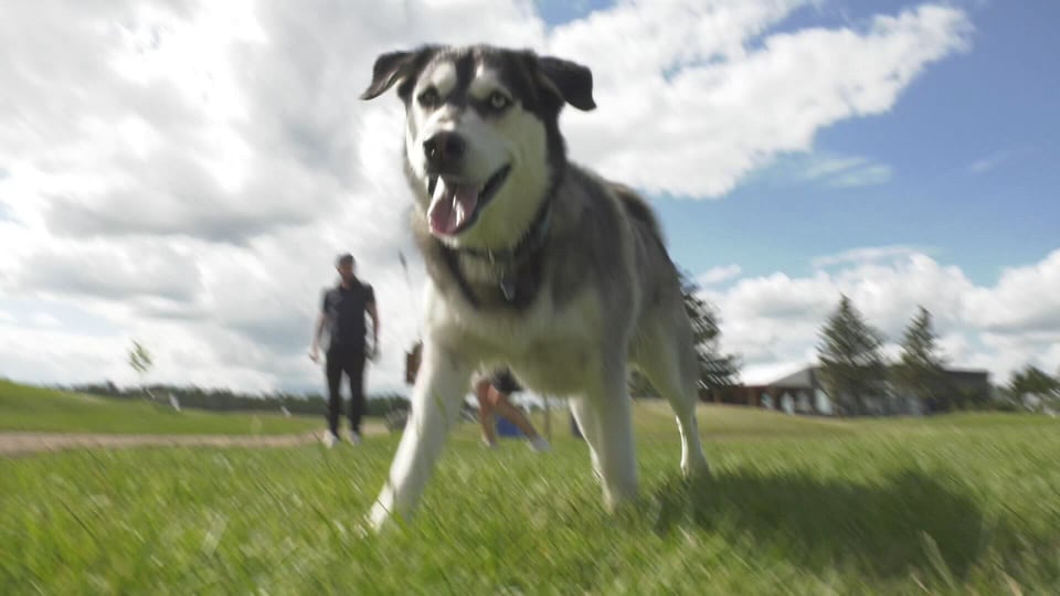 This Edmonton golf course is going to the dogs
