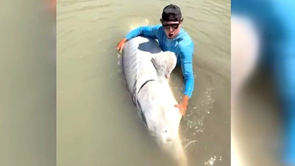 Massive sturgeon fish captured near Lillooet