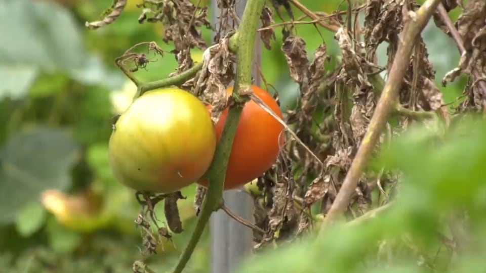 Fields To Forks: Taste of Tradition