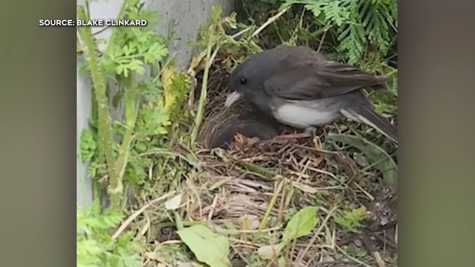 Incredible close-up: Junco mom feeds babies in rare nest footage