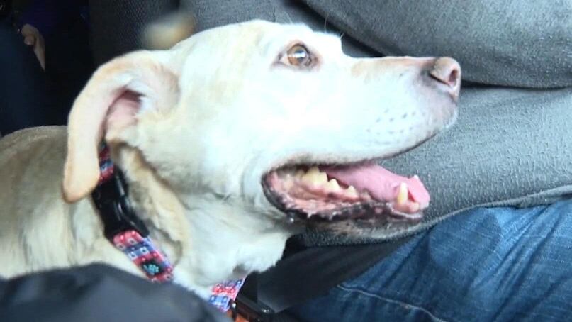 Truckers help give shelter dog a final goodbye to the open road