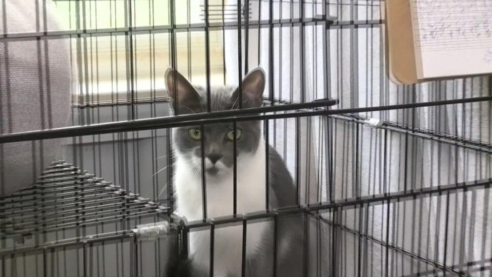 Alliston animal shelter breaks ground on major expansion