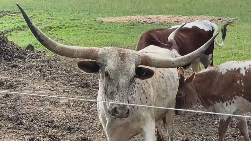 Texas Longhorns graze an eastern Ontario field