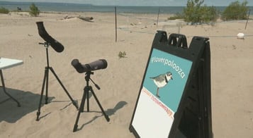 Wasaga Beach is going wild for its tiniest and rarest residents