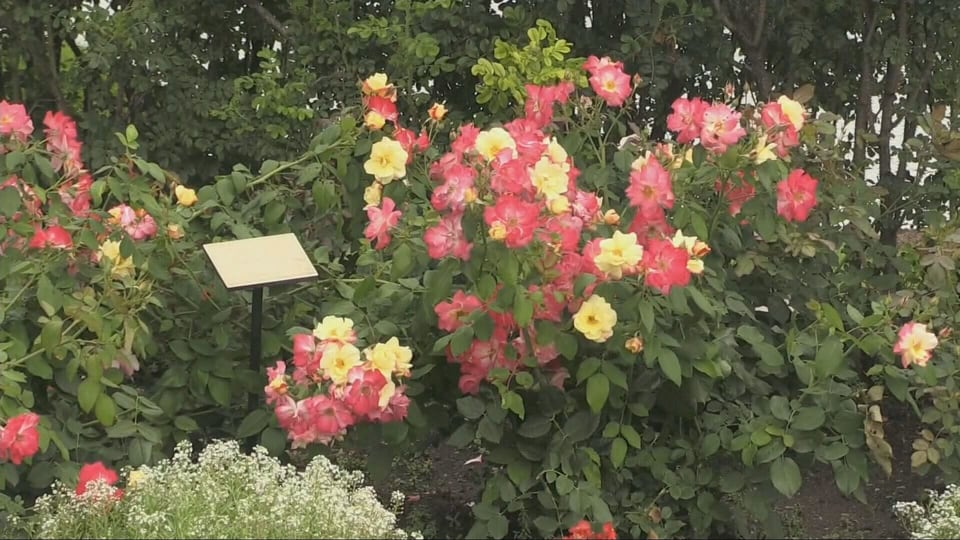 City of Barrie puts outdoor beauty to the test