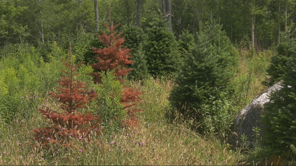 N.S. Christmas tree growers concerned about fungus