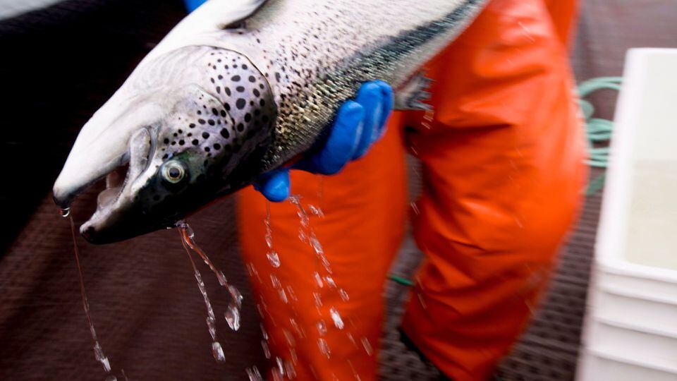 Report on B.C. salmon farming risks spurs debate