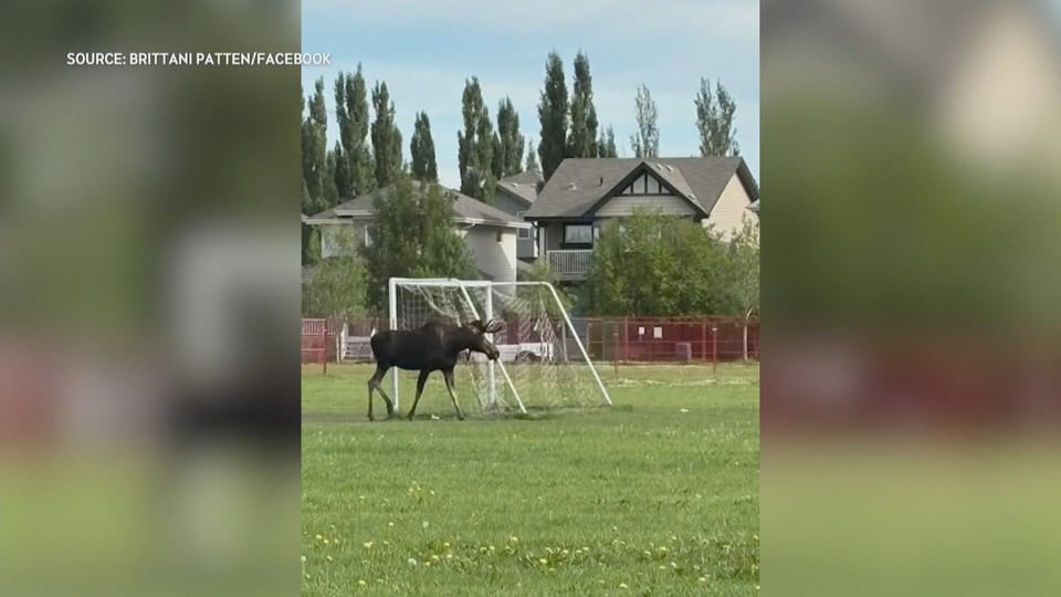 Moose seen in southwest Edmonton won't be removed