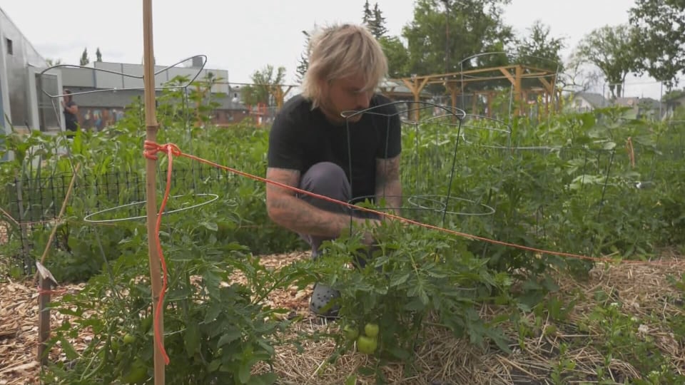 Alberta Avenue creates program to address food insecurity