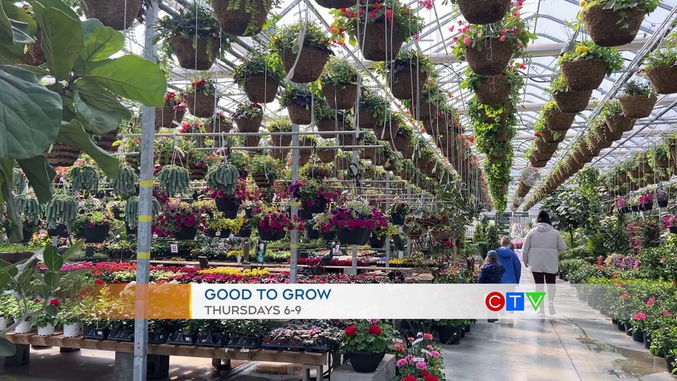 Good To Grow on CTV Morning Live