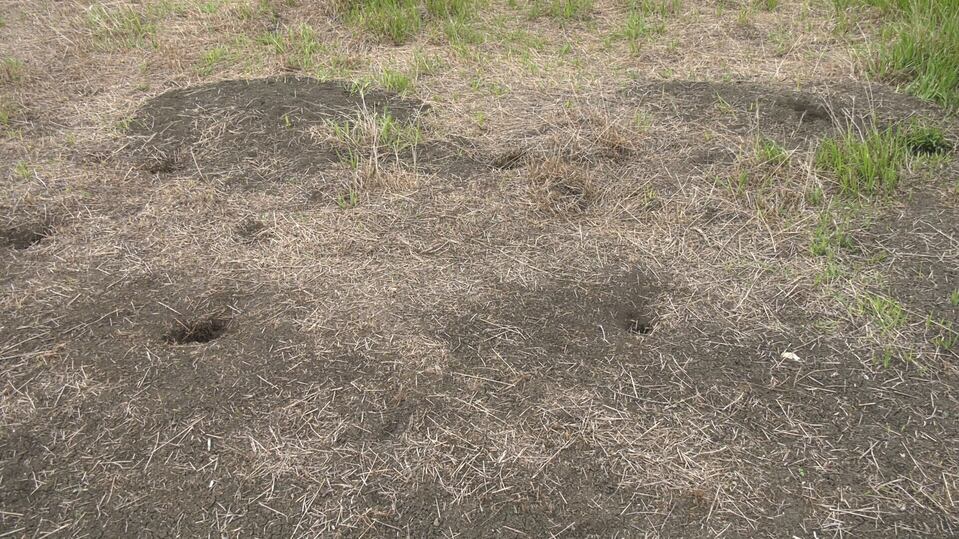 Saskatchewan landowners dealing with gophers