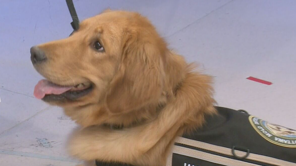 This is Ottawa’s first certified mould detecting dog