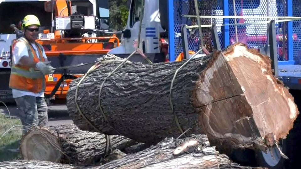 6th case of Dutch elm disease found in Edmonton