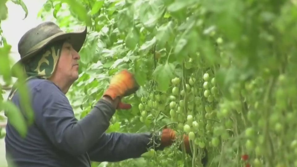 Fields to Forks: Growing Family