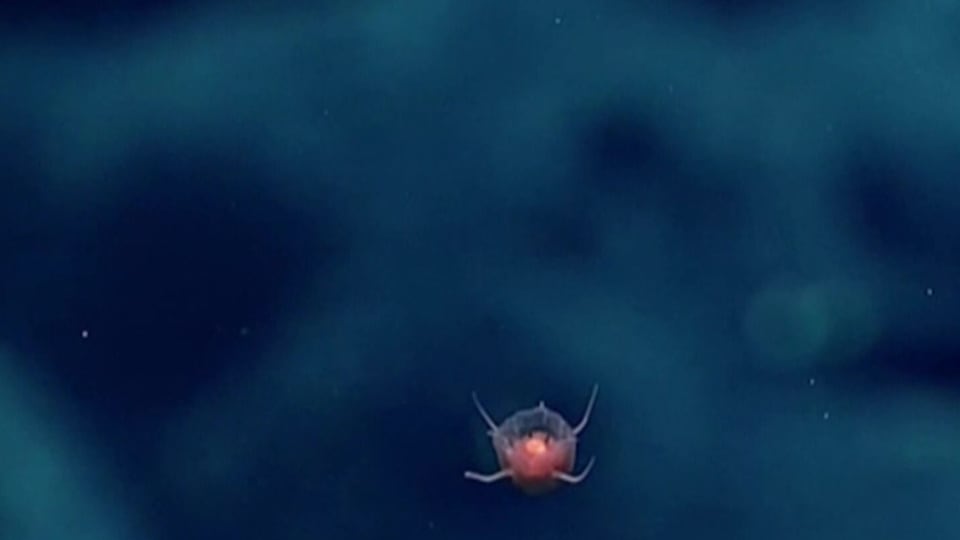 Darkening oceans threatening marine life