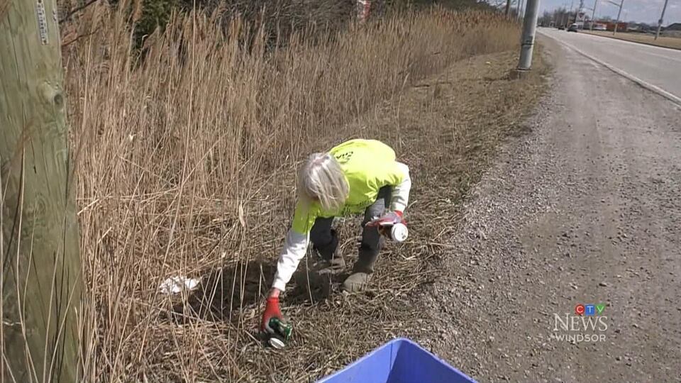 Phragmites increasing issue in Windsor