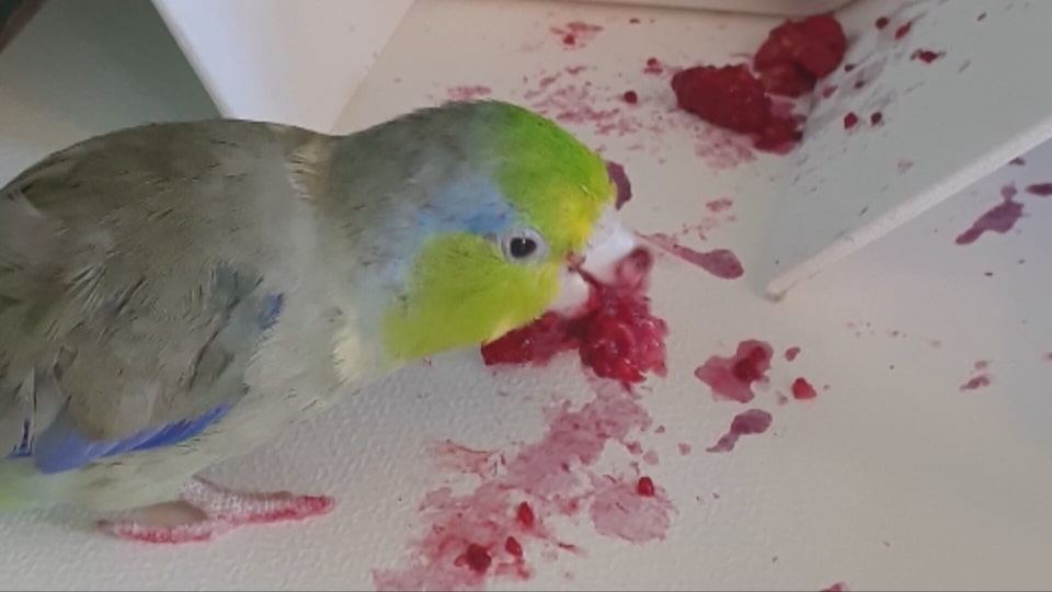 Sawatsky Sign-Off: Bruce the Bird