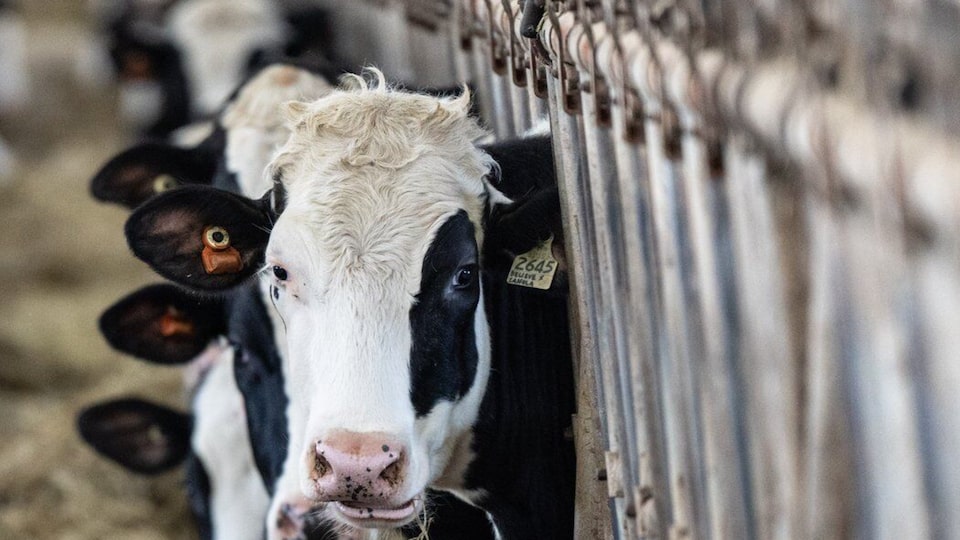 How trade war is impacting Canadian dairy industry
