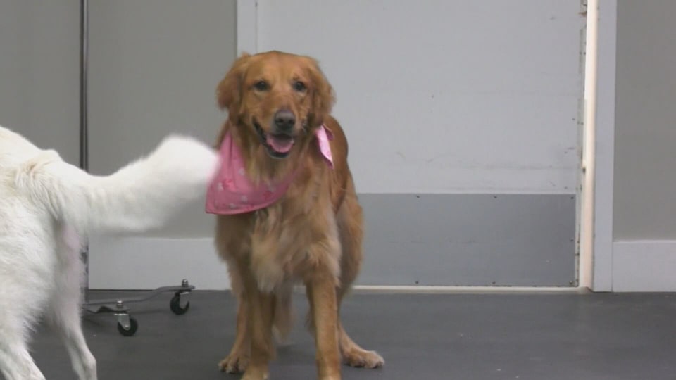 Red Deer News: Dec. 8