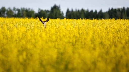 Tariffs on fertilizer would lead to a ‘direct cost to farmers’: Canadian Federation of Agriculture