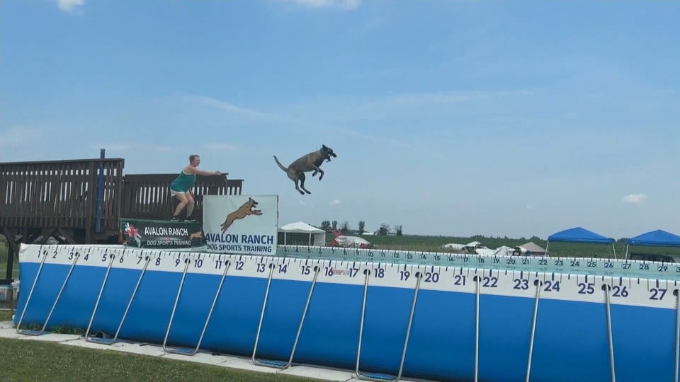 Diving dogs in Renfrew