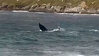 Newfoundland town experiences surge in whale watching tours, creating opportunity and challenges