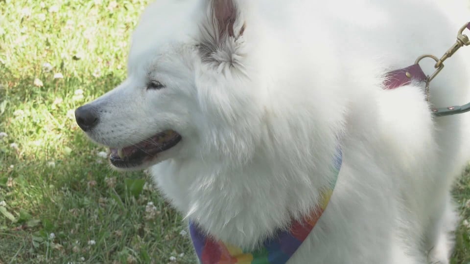 Keeping dogs safe during a heat wave
