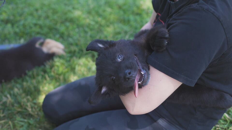 KP’s Rescue: Puppies