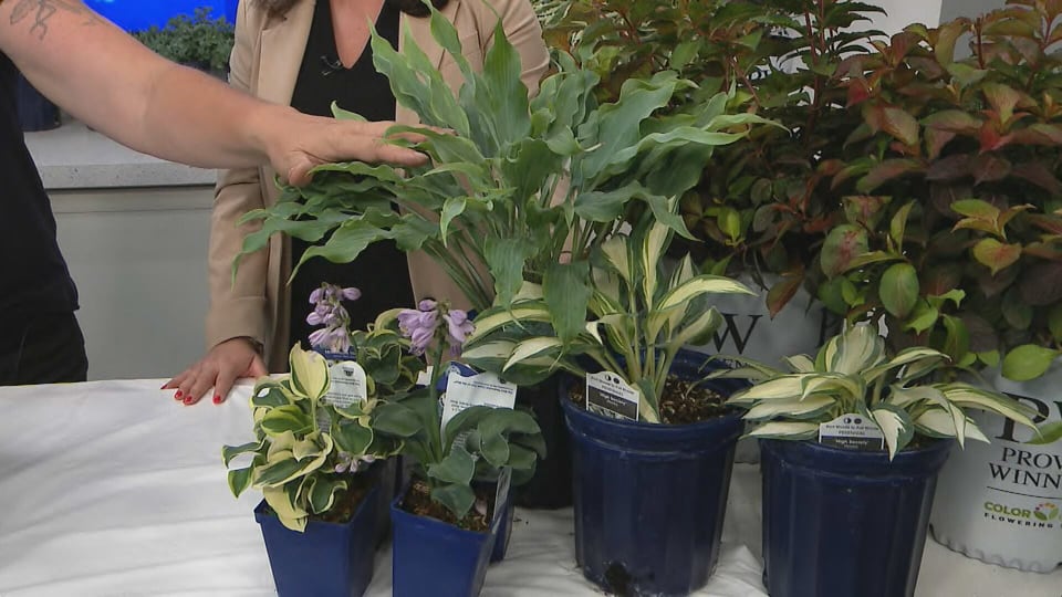 Get Growing: Layers in landscaping