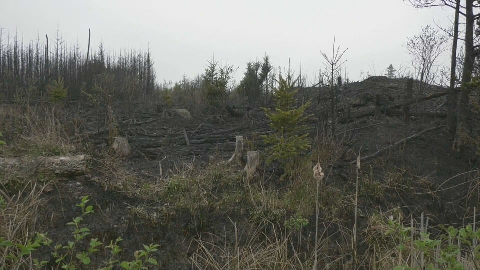Wildfire under control in Cape Breton